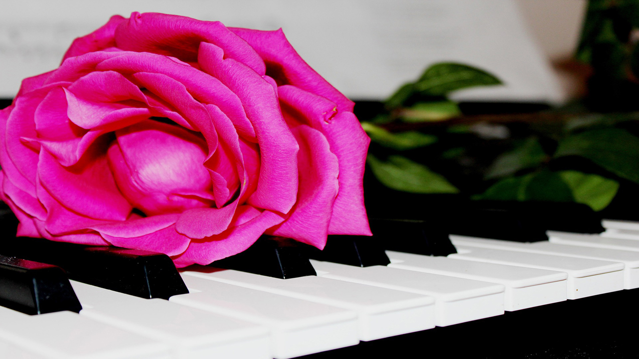 Like A Rose On Piano Keys